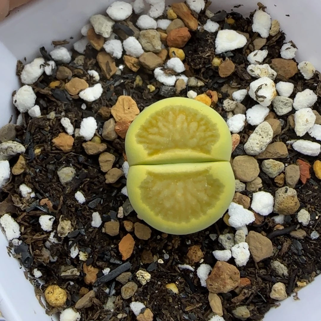 277绿菊生石花大棚直播