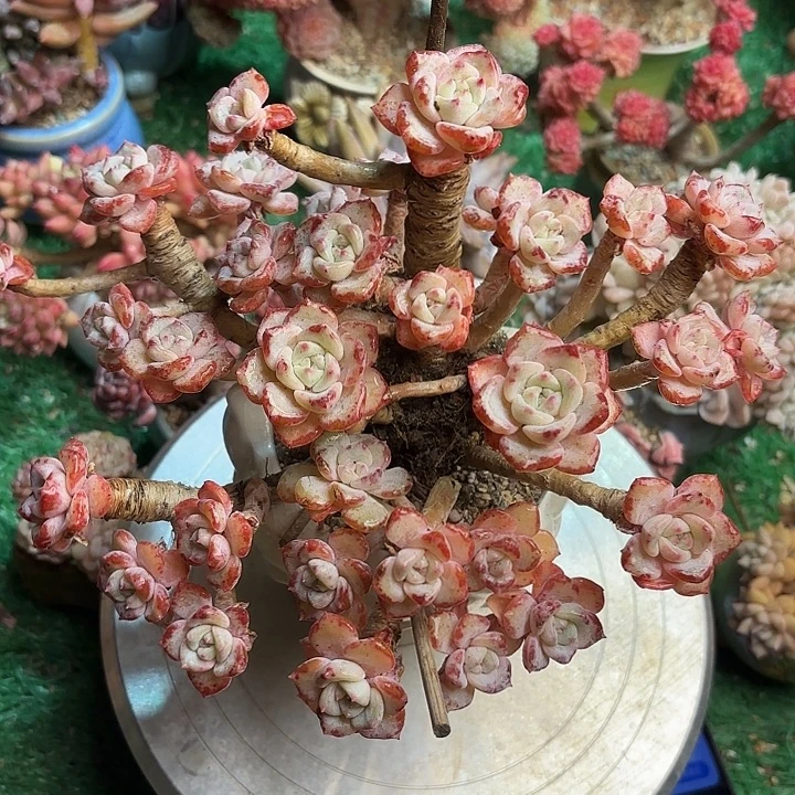 千山雪一颗一物一拍