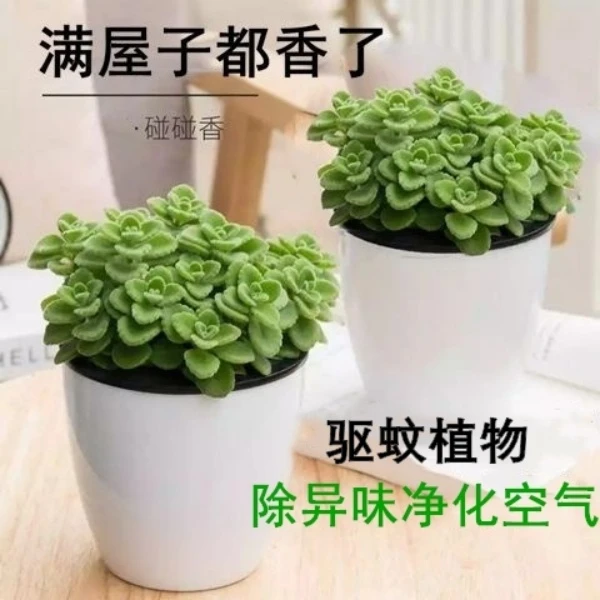 碰碰香一抹香盆栽浓香型绿植可食用客厅办公阳台碰碰香盆栽