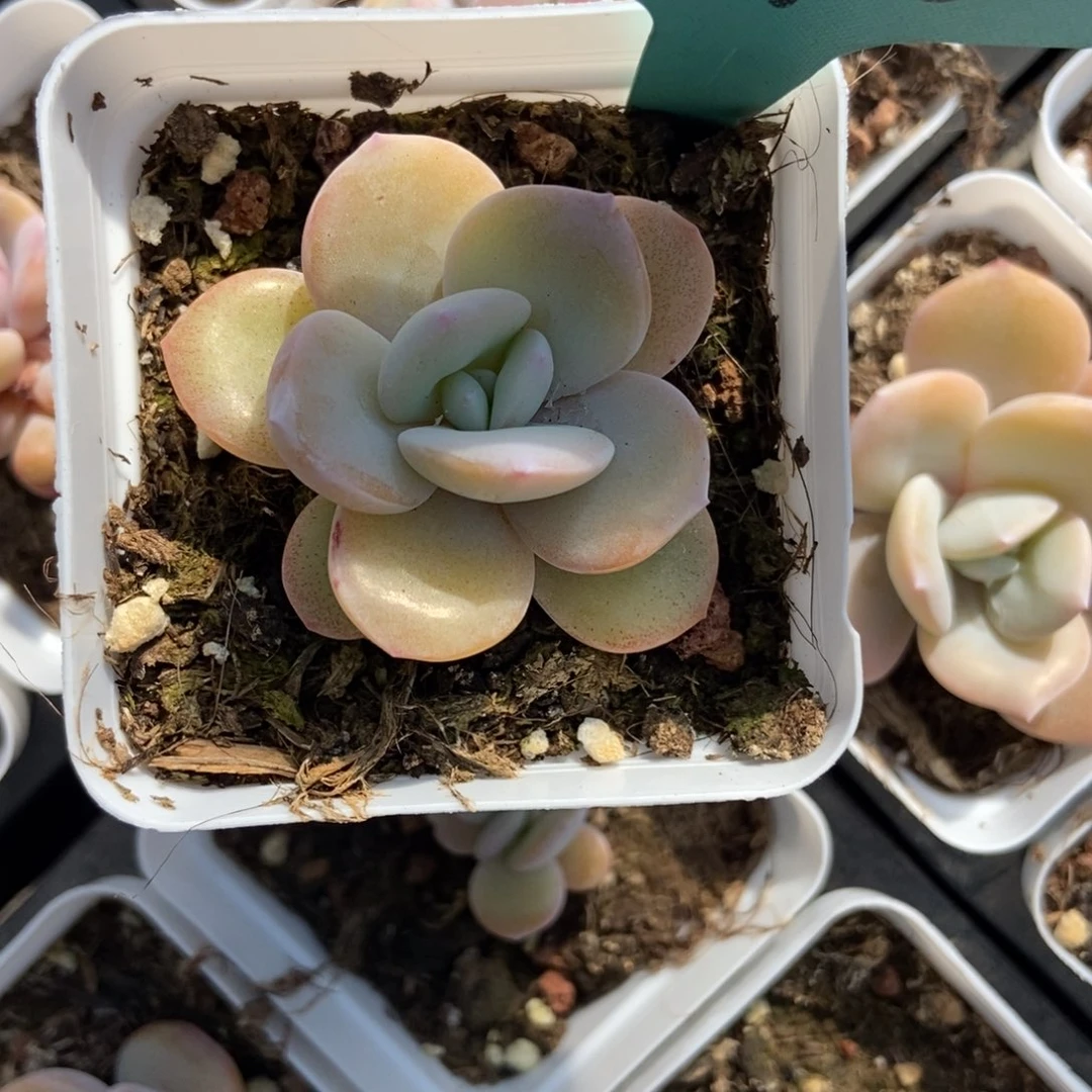 1140奶茶多肉植物保护
