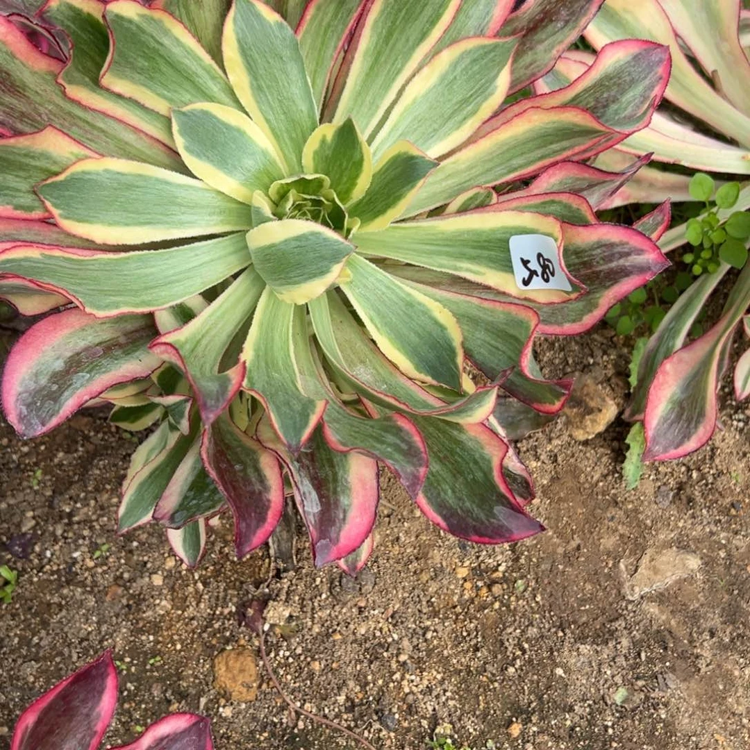 80魅影多肉多肉多肉