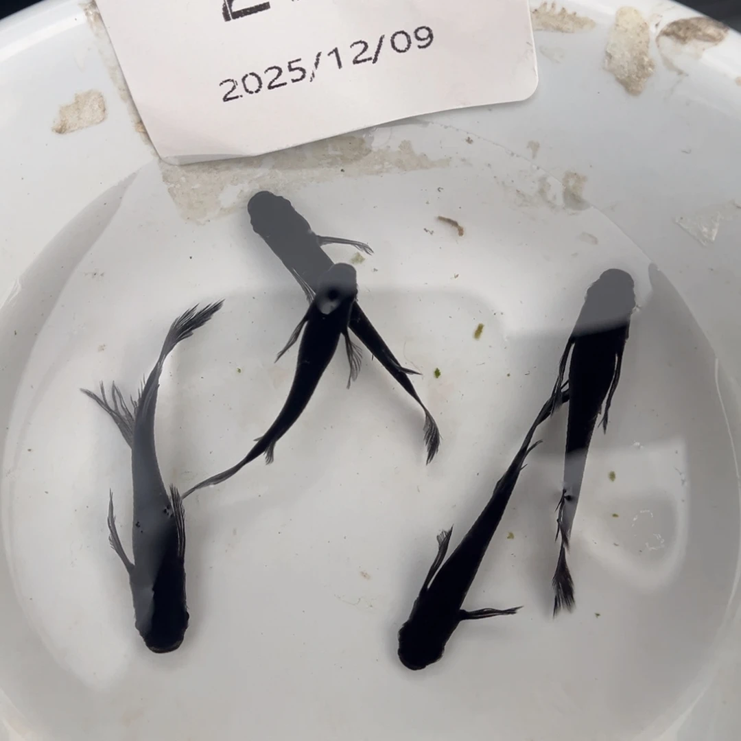 青鳉鱼273松井大蛇五尾