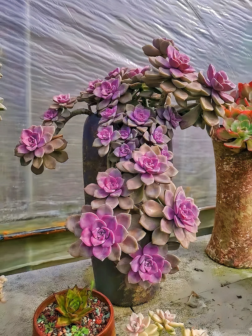初衷 妖桩紫乐 阳台庭院多肉植物 净化空气 老桩好养植物