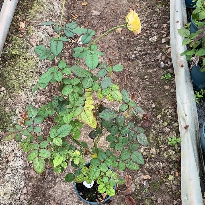 无花朵94福利苗一棵
