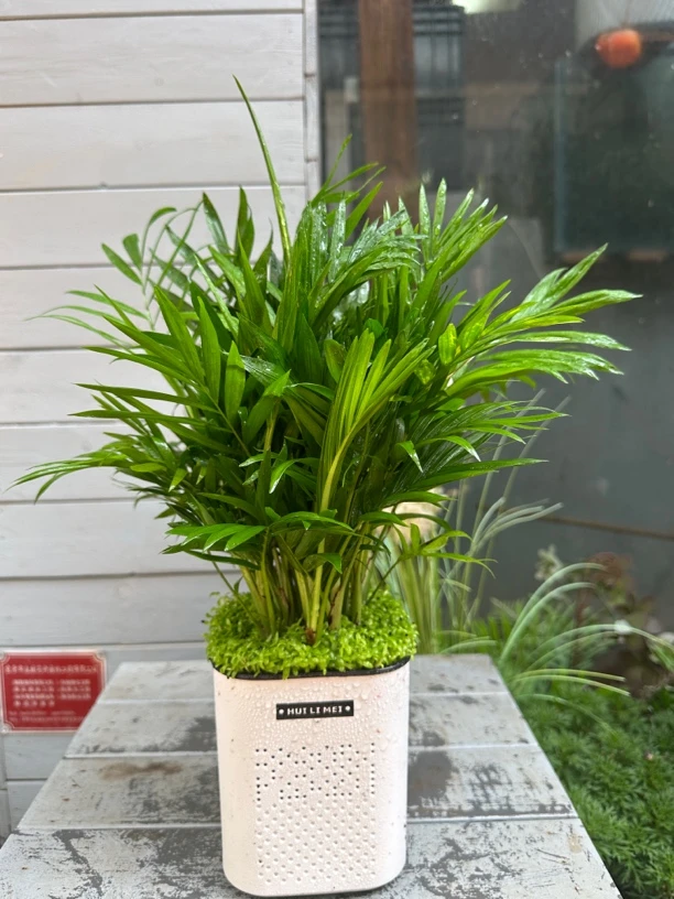 袖珍椰子水培盆栽室内绿植好养四季常青观叶小盆景
