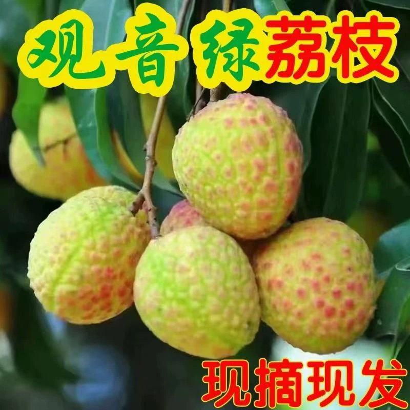 【产地直销】广东观音绿荔枝发货新鲜现摘现发整箱应季当季鲜果顺丰