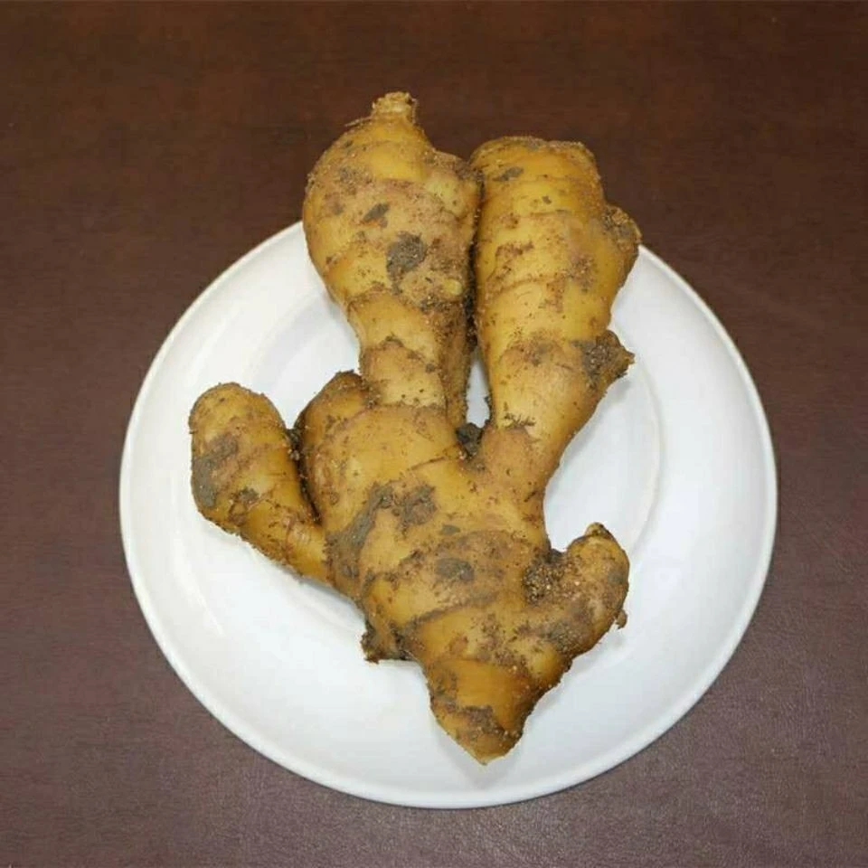 老黄姜现挖新鲜生姜香辣十足厨房必备