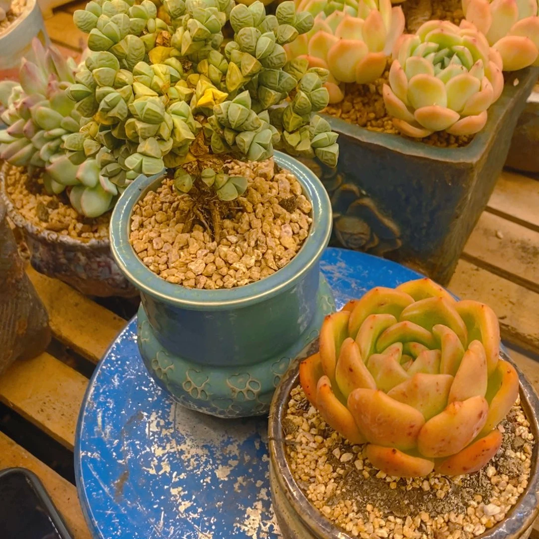 一***一多肉植物肉肉植物