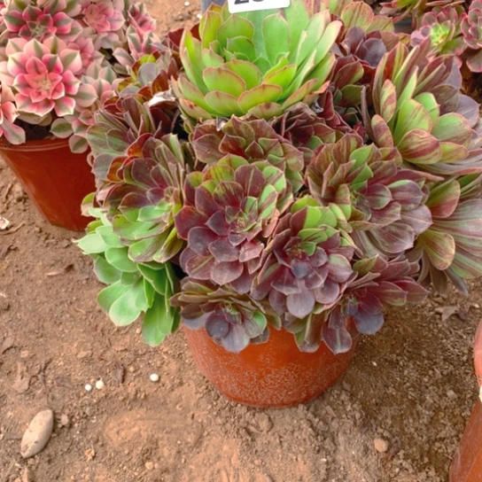 无花朵252多肉植物花月夜