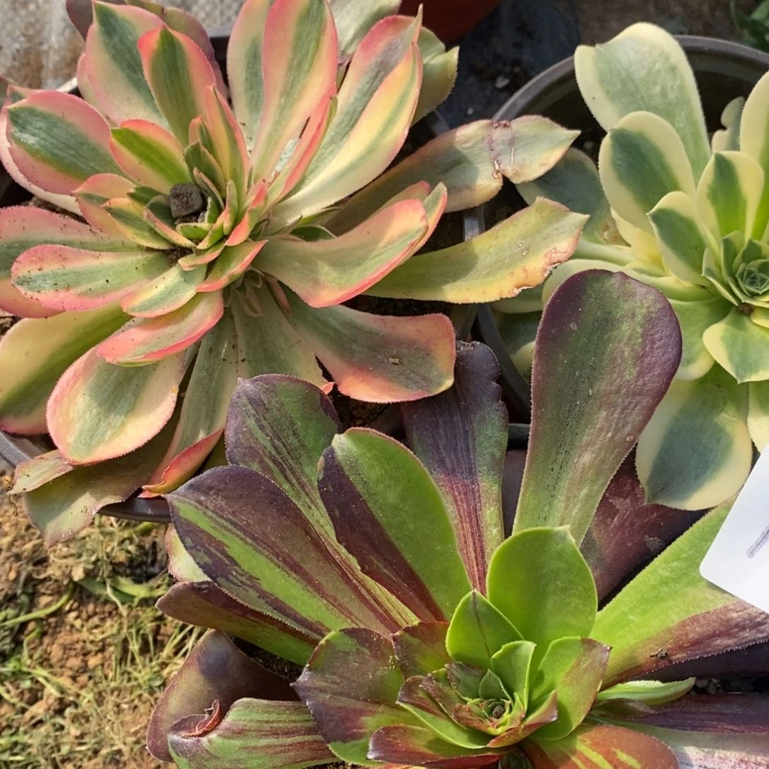 1272三棵多肉植物