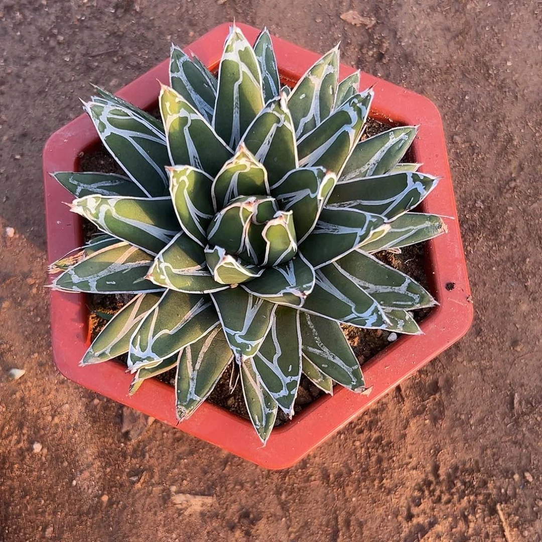 多肉植物屉之雪单头