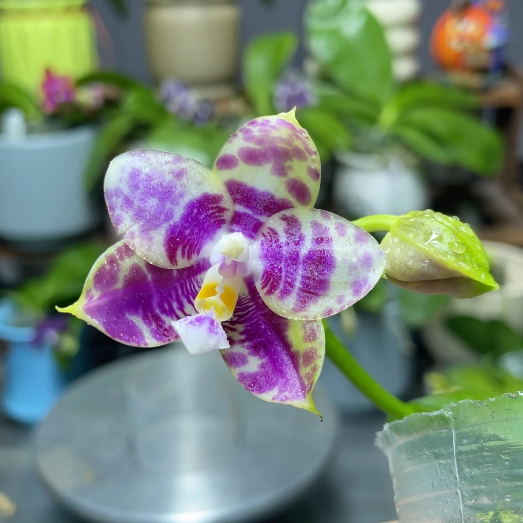 完全开放白虎交蓝豹，2.5杯开花株