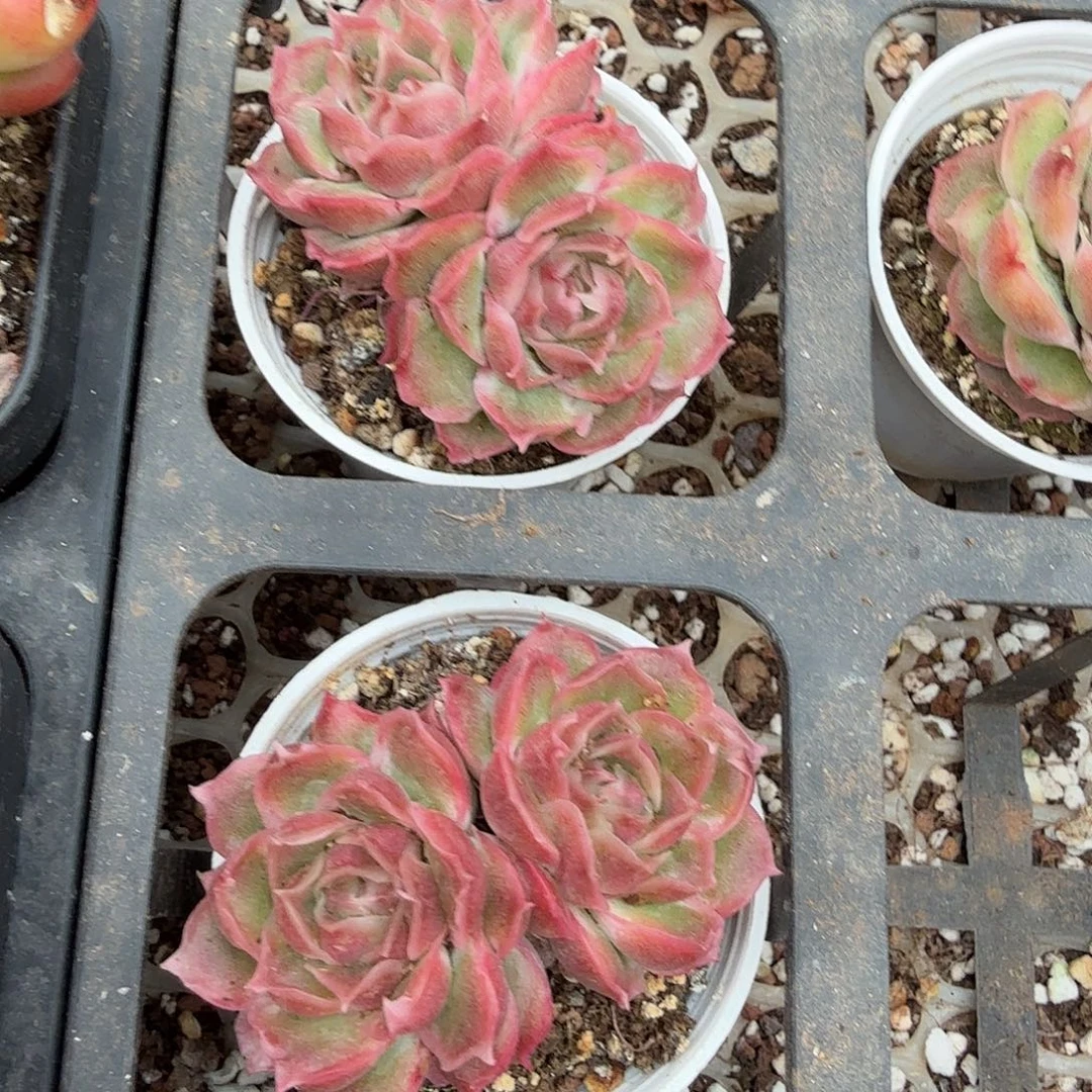 虾饺双头50#（量拍）