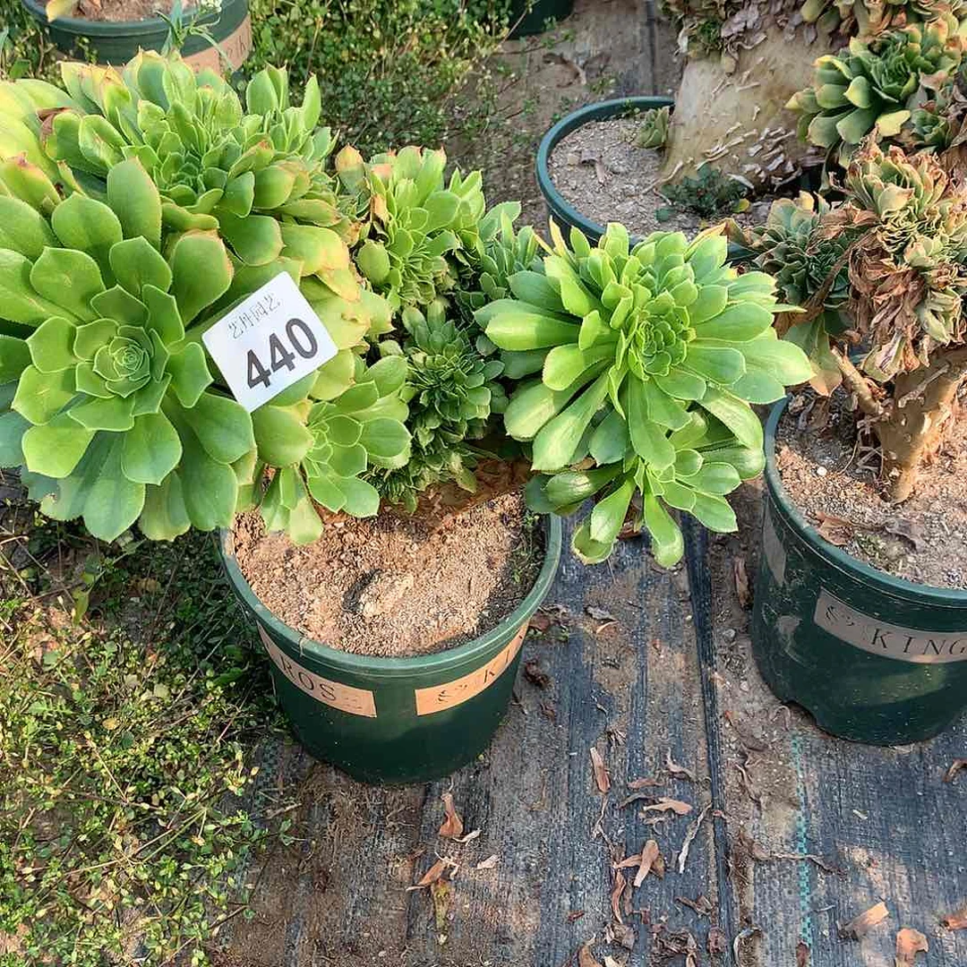 440绿羊绒缀化一颗