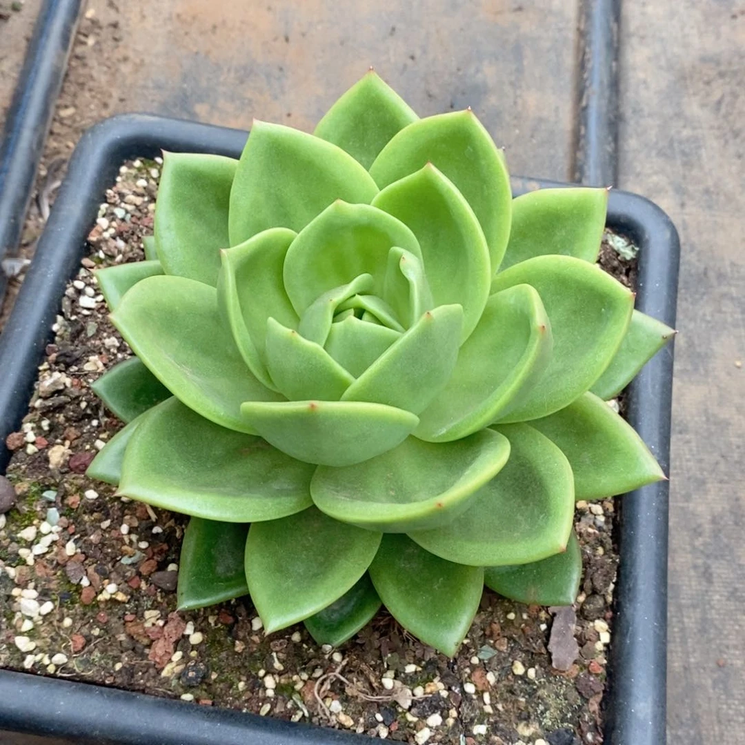 ?****?福利特价翠花好看