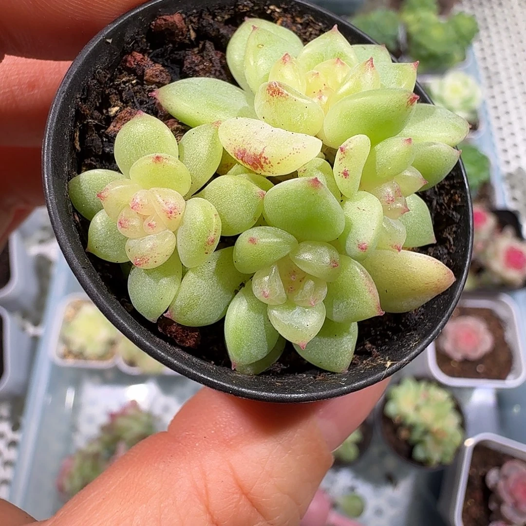 4头甜心福利朵朵群