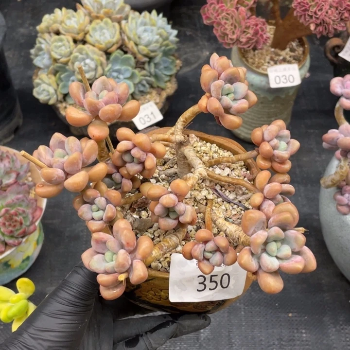 弥鹿之森一物一拍