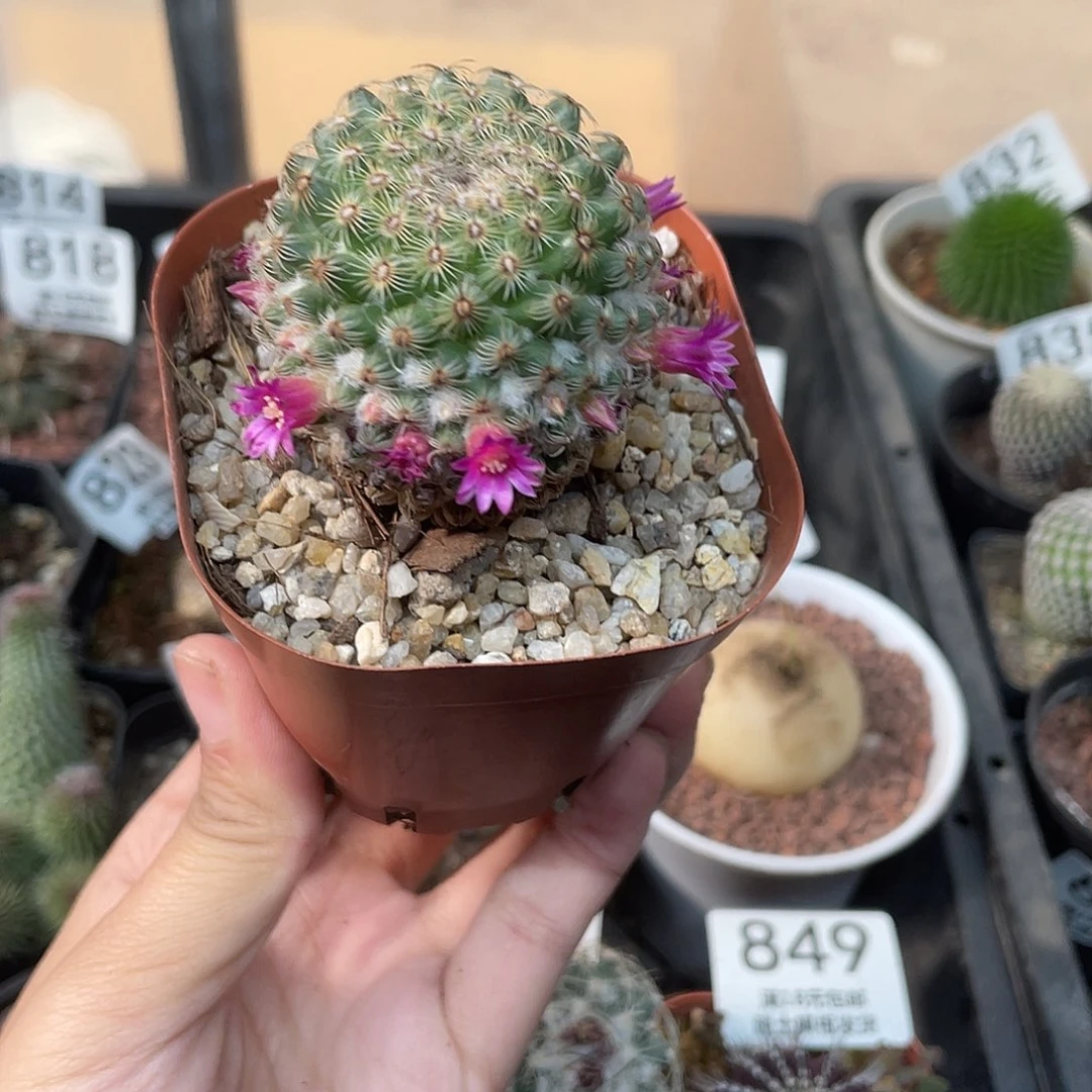 881神惠仙人球植物