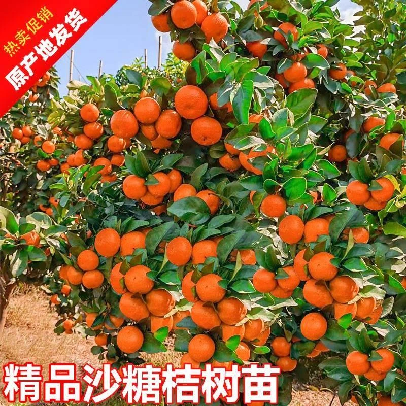 沙糖桔树苗地栽盆栽南方北方种植橘子树苗柑桔果树果苗嫁接橘子苗