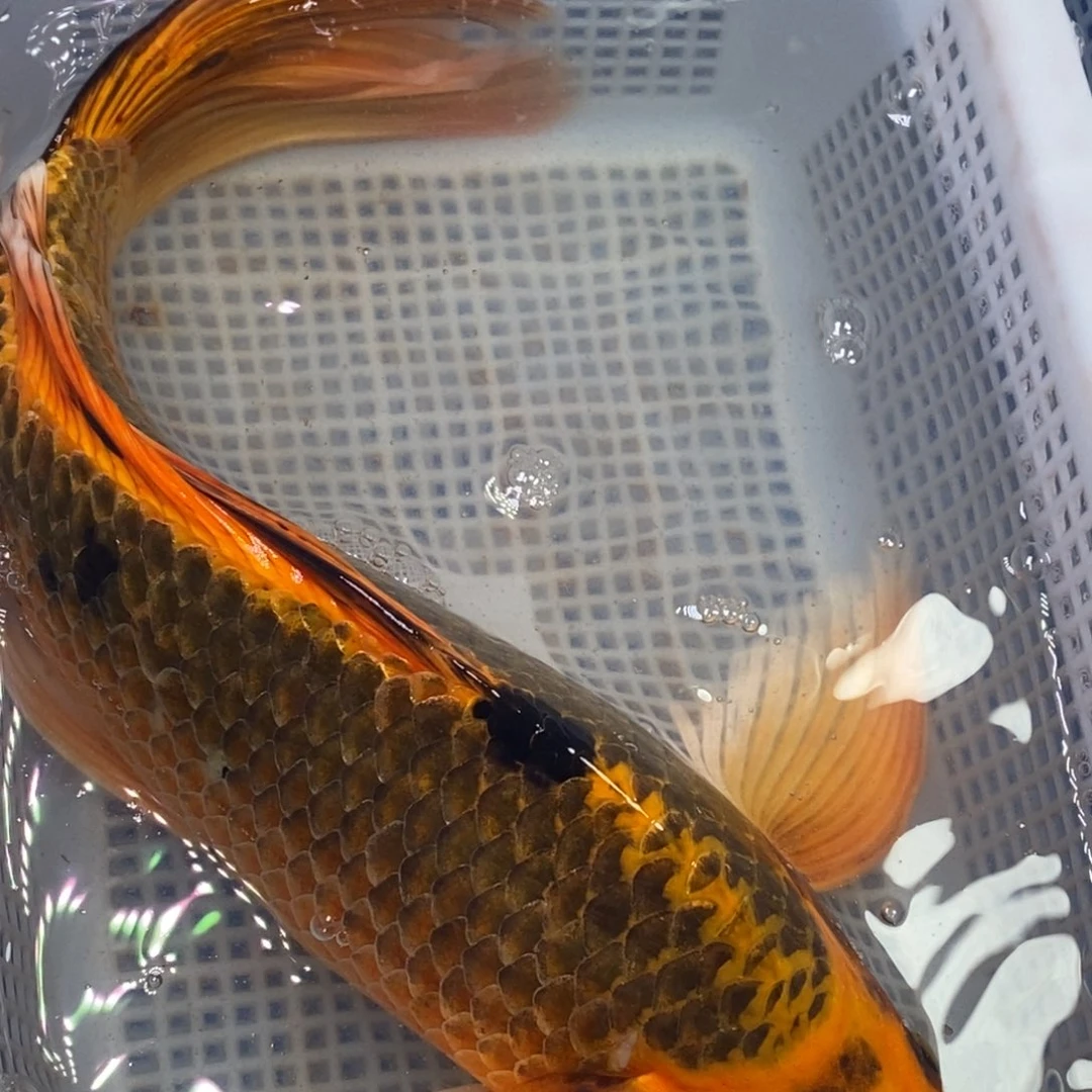 海水鱼锦鲤（无开箱视频不售后）