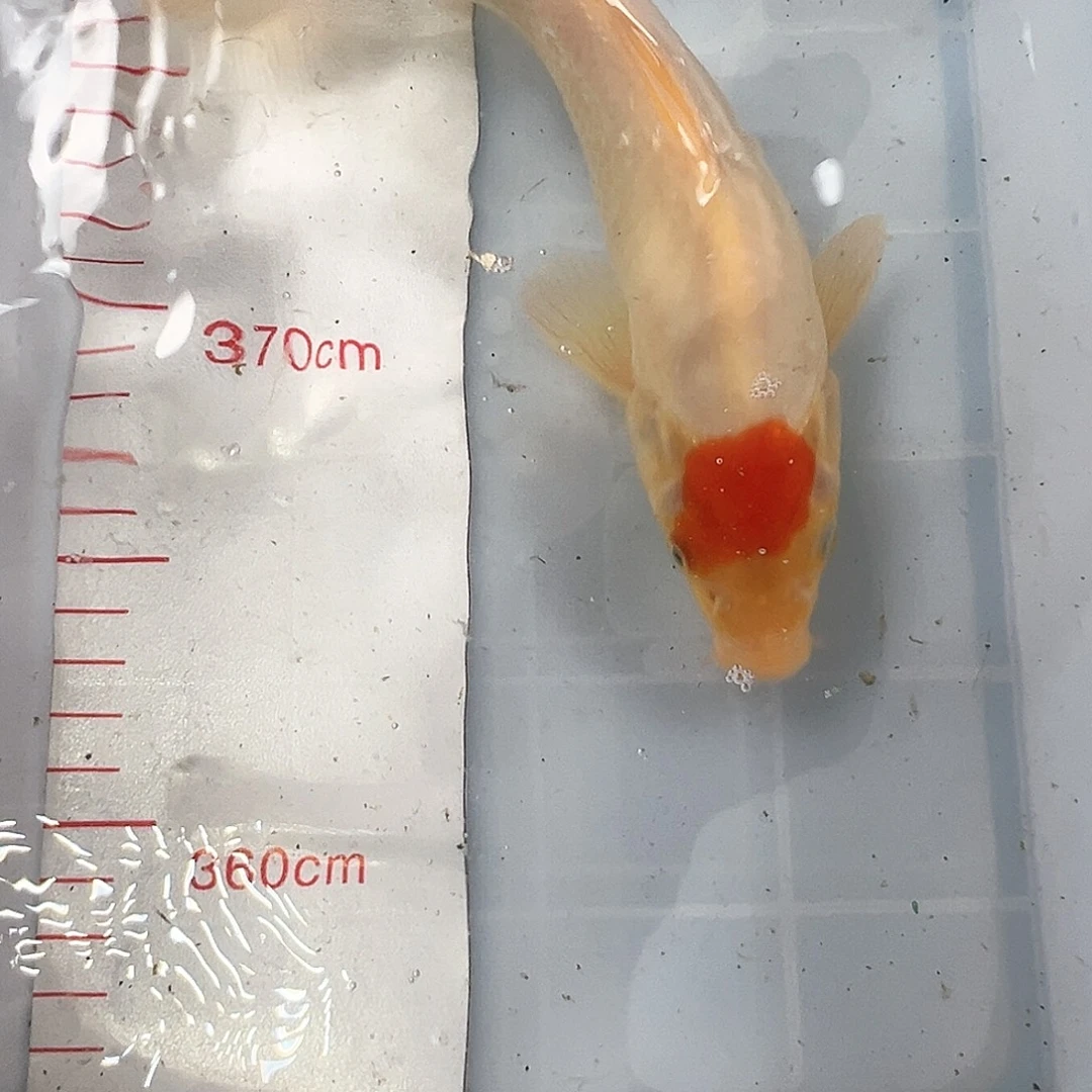 锦鲤鑫泓锦鲤养殖