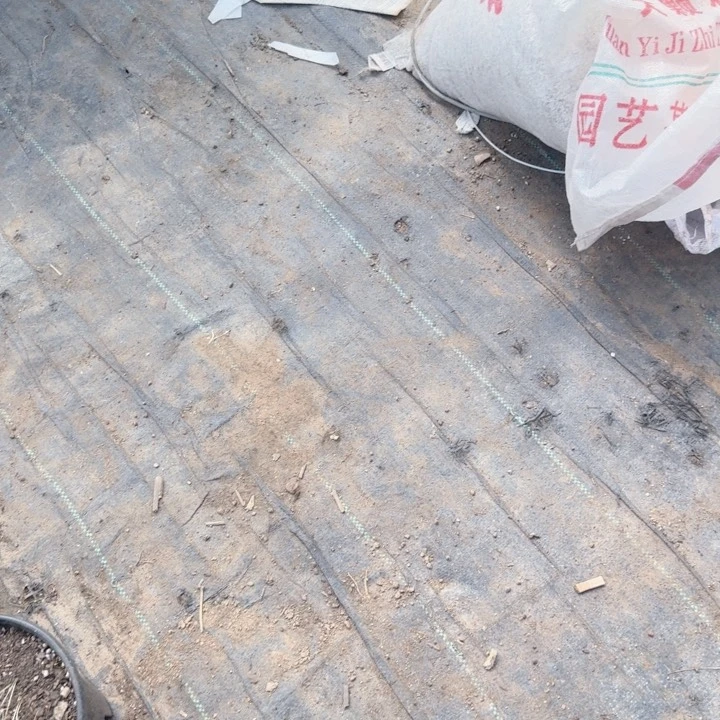 ****ﻬ完全开放红花的味道是甜美