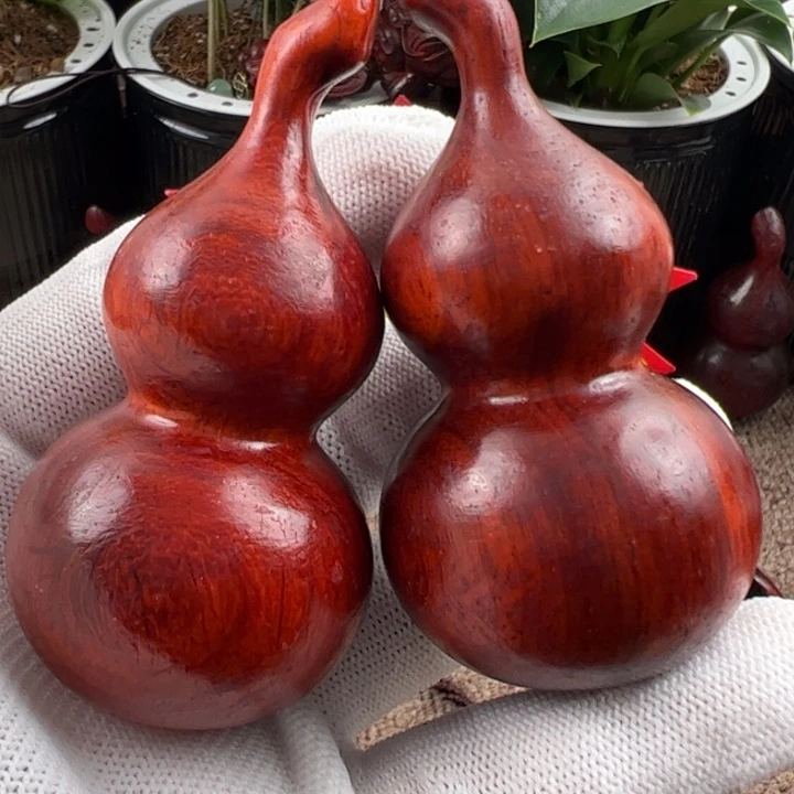 木海南红降树心红油大葫芦留疤福利