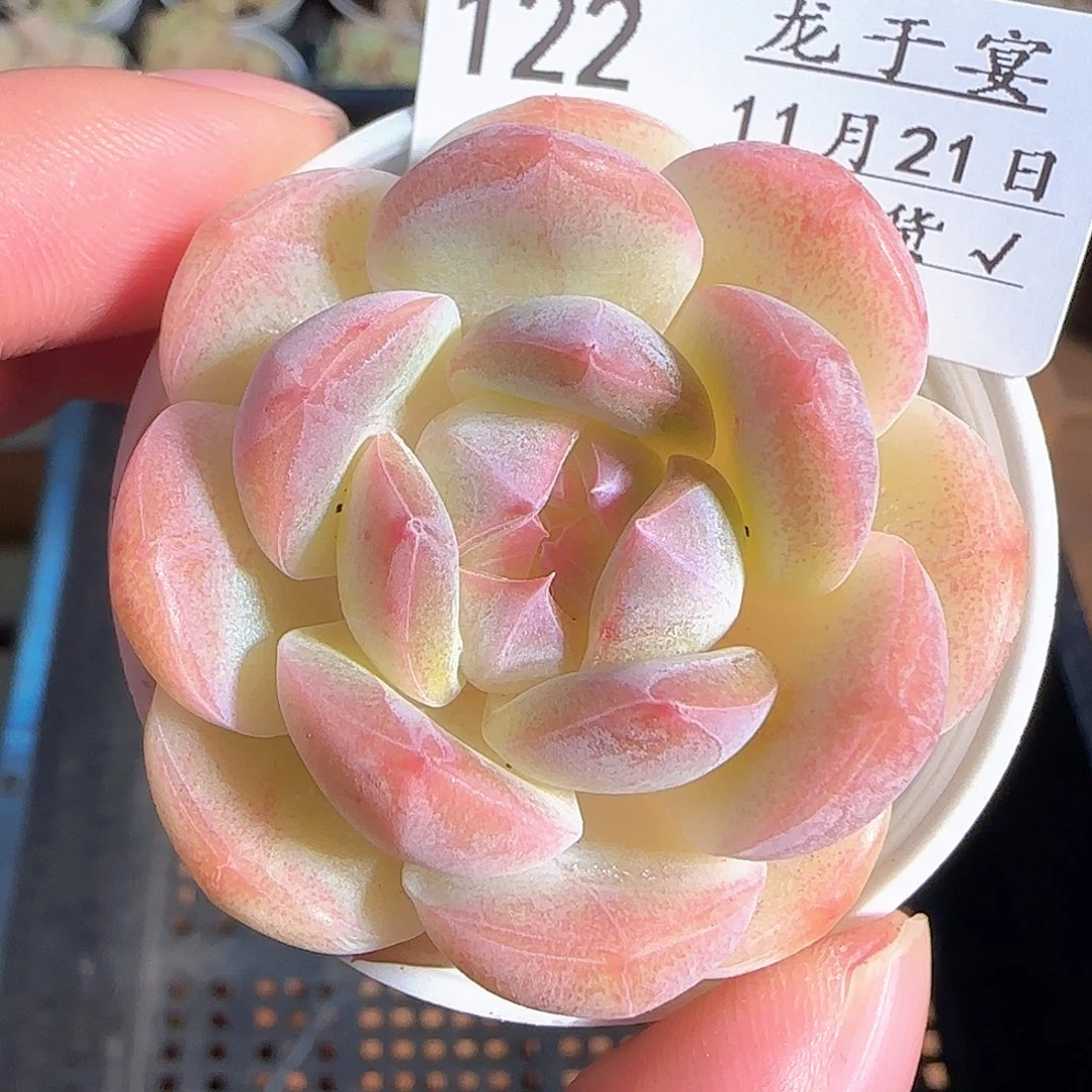 1121-------122白桃汽水
