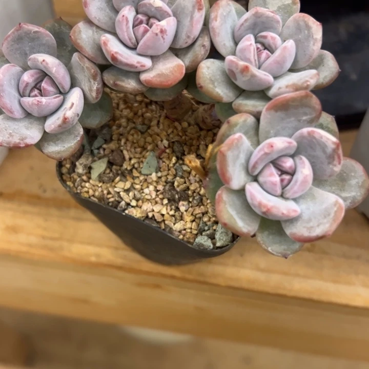 紫***品星影石榴籽四头朵朵树带土球