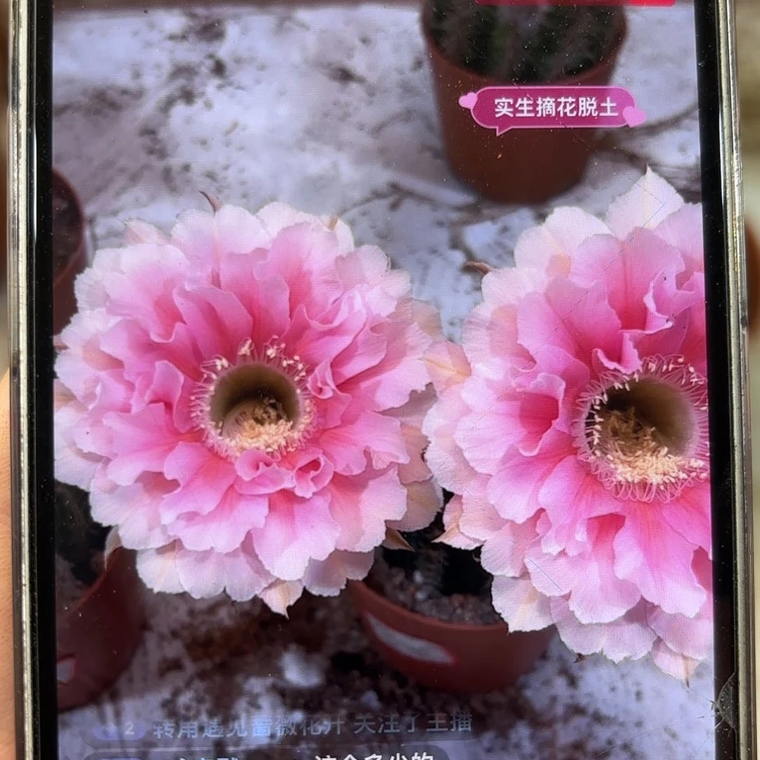 彩草珊瑚3.5-4公分左右侧牙