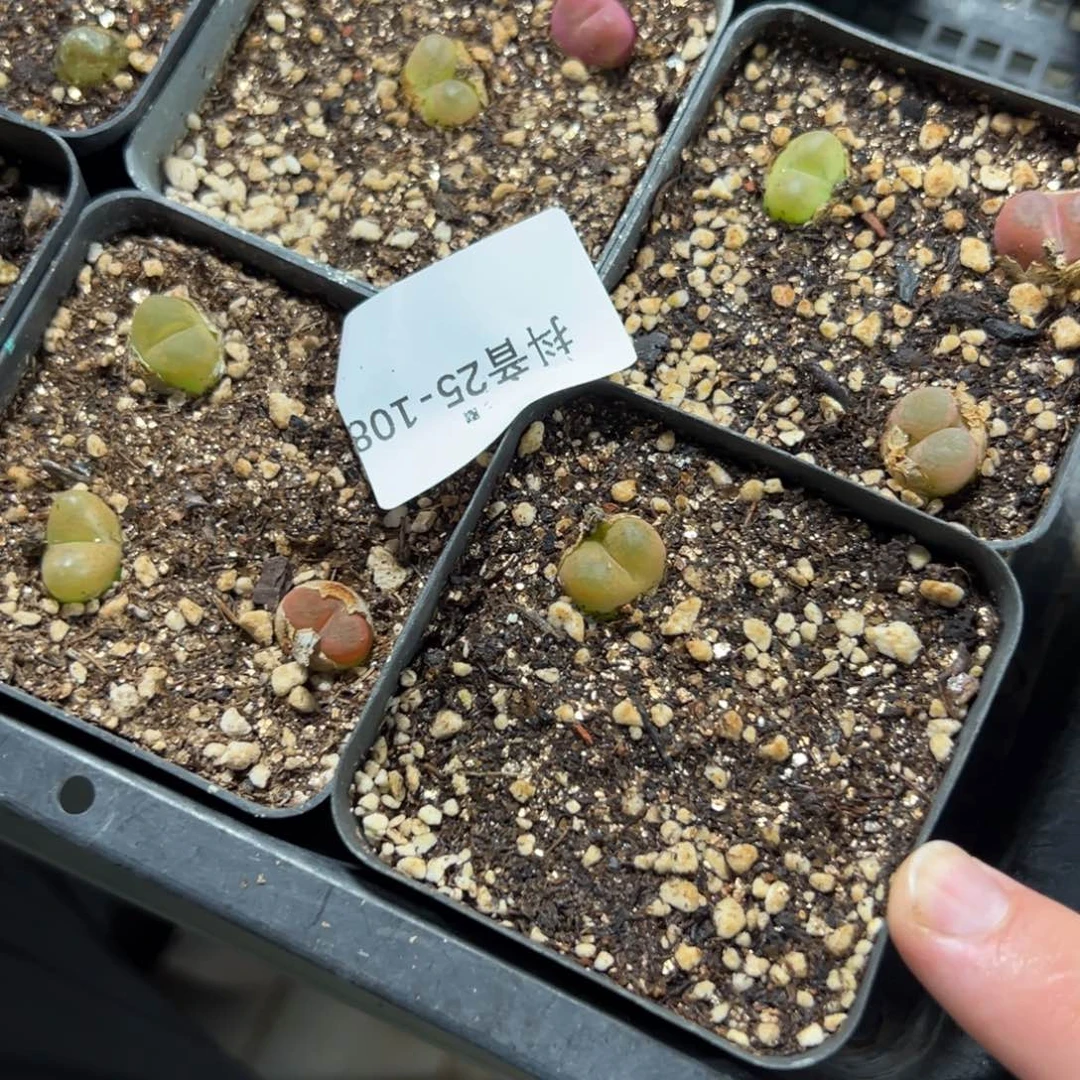 25-108肉锥多肉植物