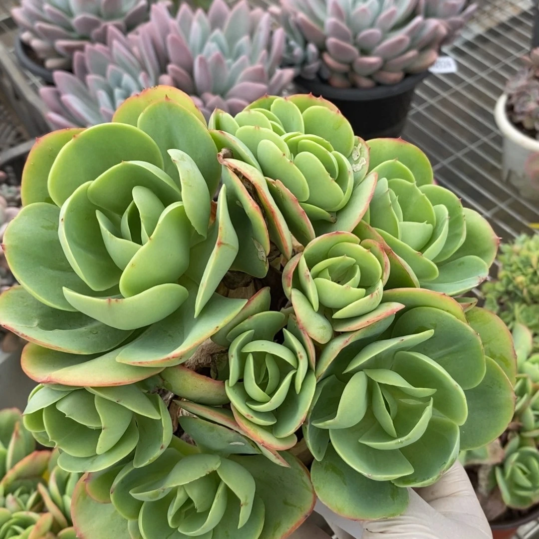 2535碧桃缀化一物一拍