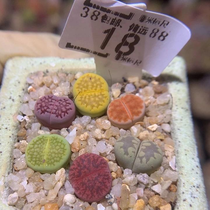 Ssss好喜欢爱看多肉18