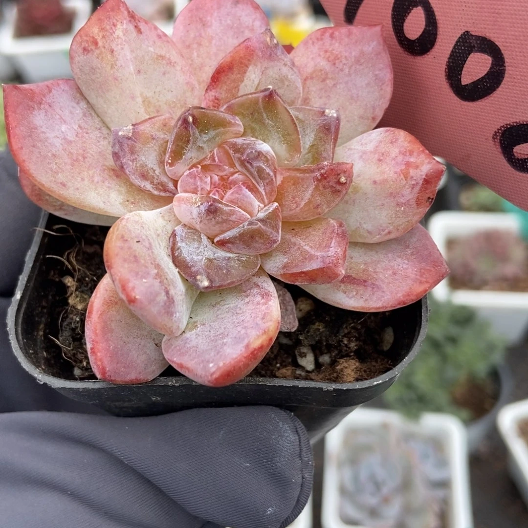 7008冰魄石化多肉植物