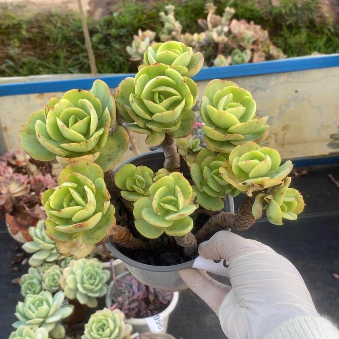 3000碧桃老桩一物一拍