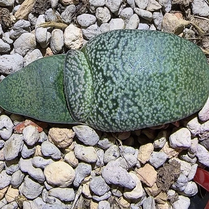 z**n10号浓白釉卧牛实生