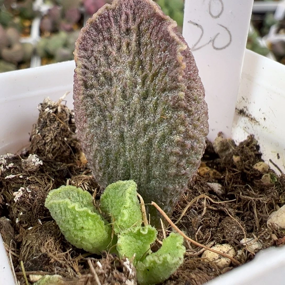 w波浪边颗粒款实生新品