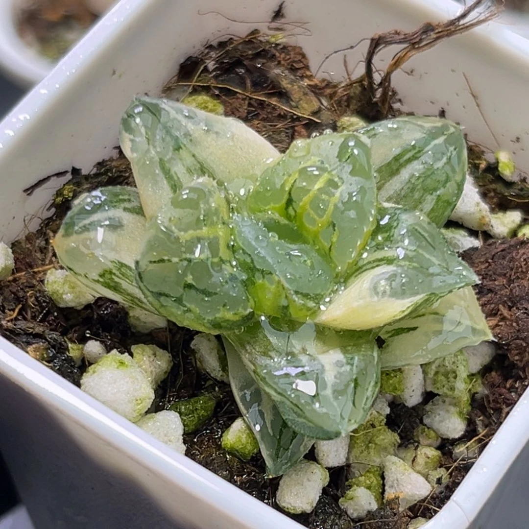 恭喜发财大吉大利2568