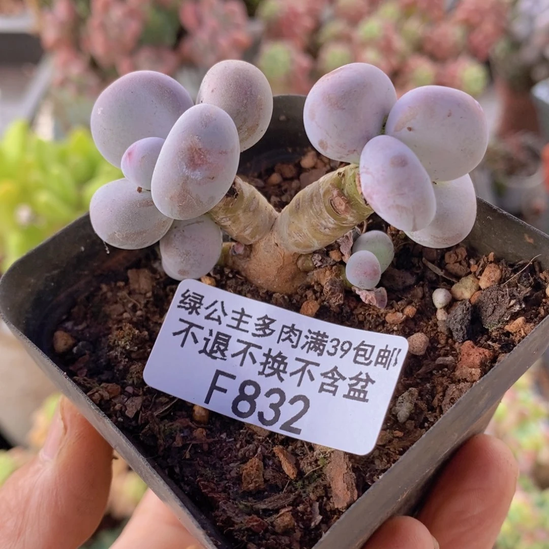 蛋黄奶老桩5cm832多肉植物
