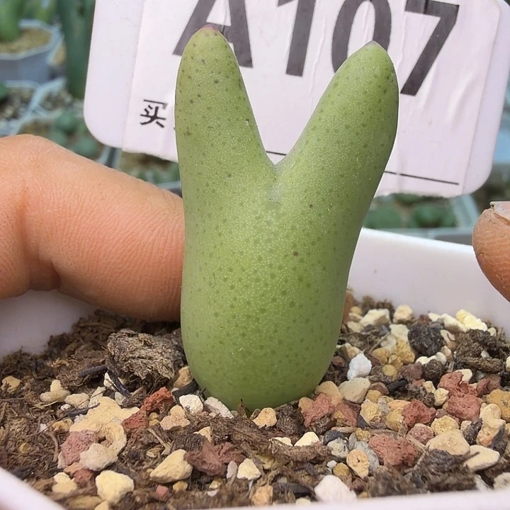 107。满38包邮肉锥