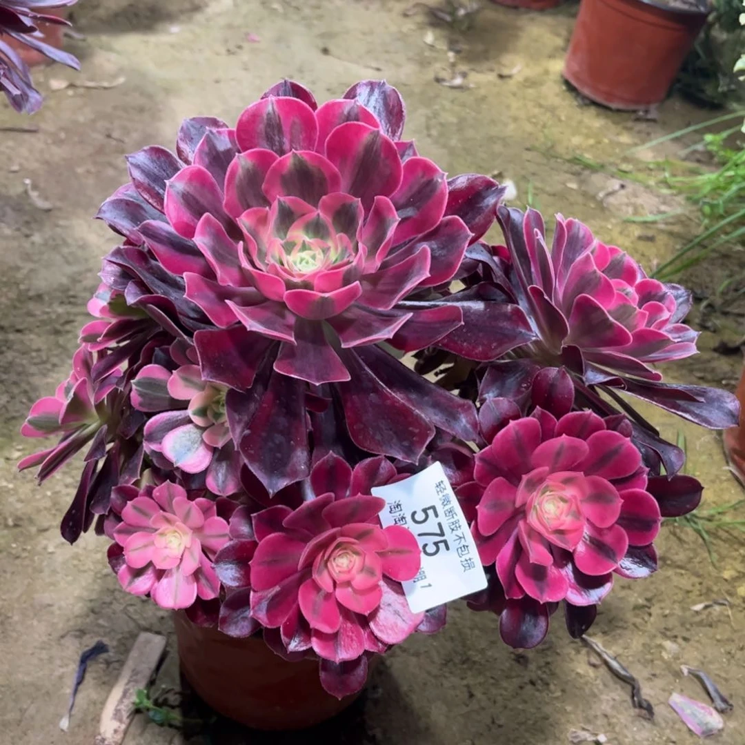 575美杜莎多肉植物法师