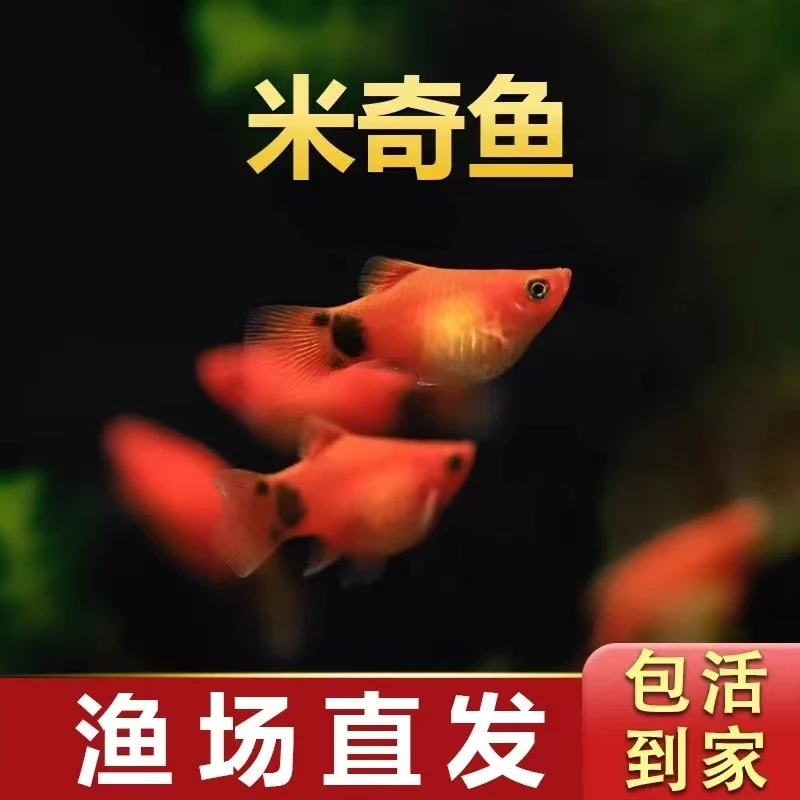 米奇鱼胎生小型观赏鱼热带鱼好养好看新手养鱼