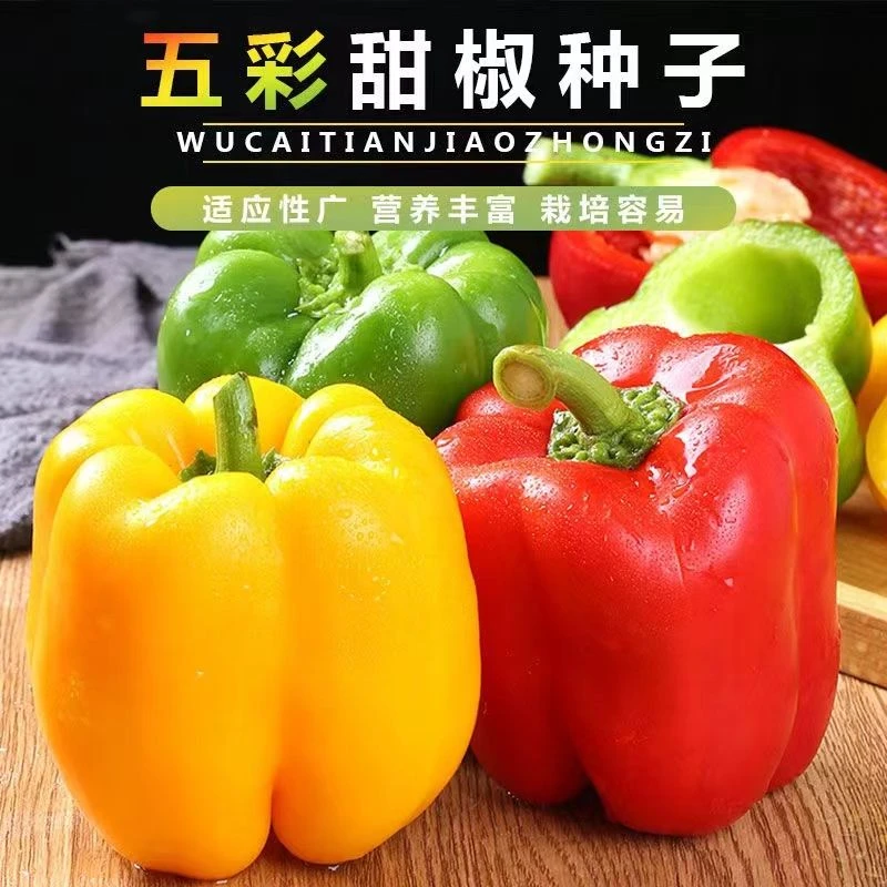 【五彩甜椒种子】四季五彩椒青椒灯笼椒彩色辣椒种籽甜椒盆