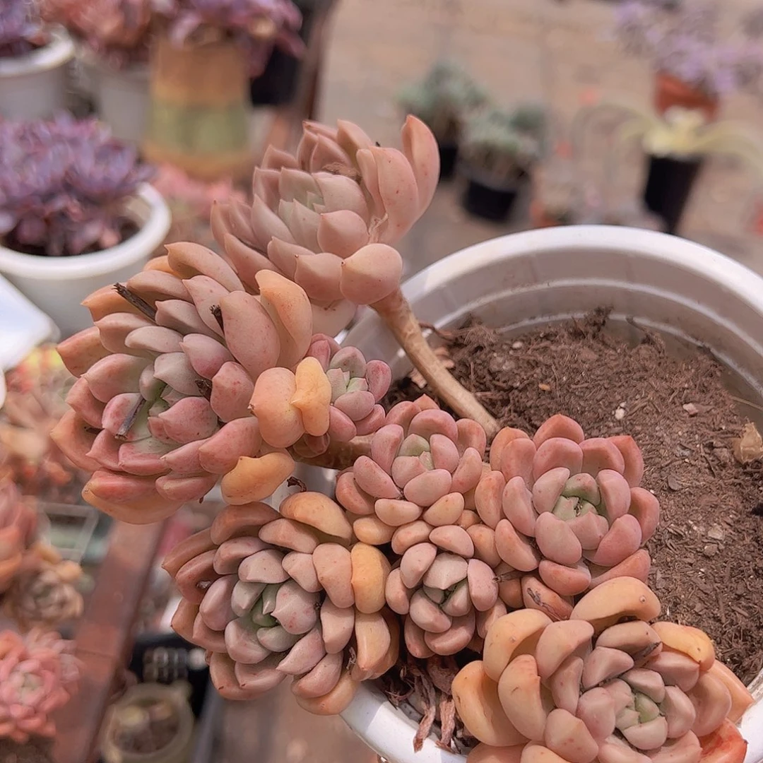2盆油漆桶 多肉植物