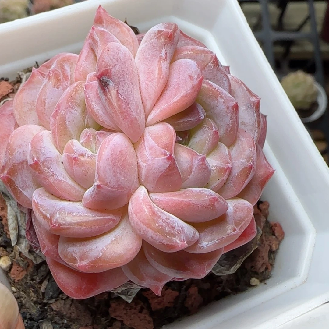 花语逸境0222-728