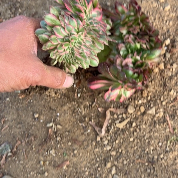 多肉植物青城➕粒栀缀