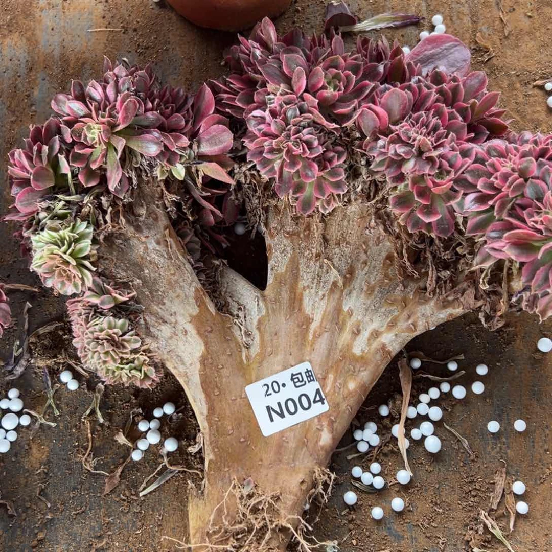 004女巫缀满20包邮