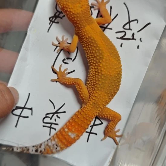 豹纹守宫蜜橘母的