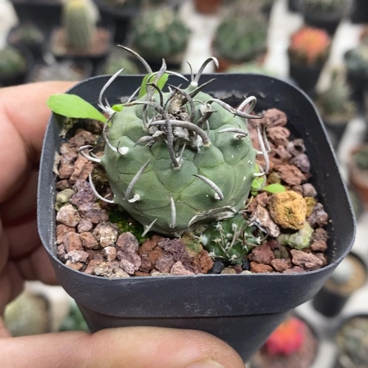 实生升云龙特价带崽