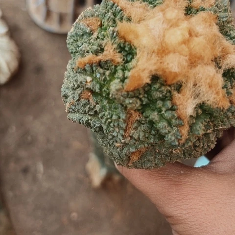 162仙人球的比赛将于